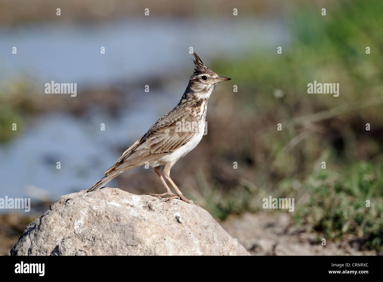 Crested lark, Galerida cristata, singolo uccello su roccia, Bulgaria, Giugno 2012 Foto Stock