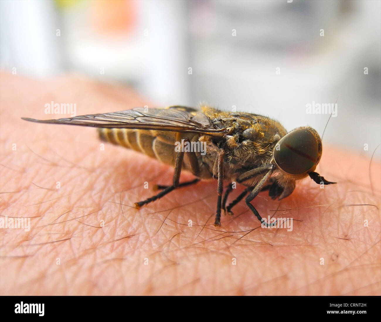 Horse-fly horsefly cleg vola horseflies Foto Stock