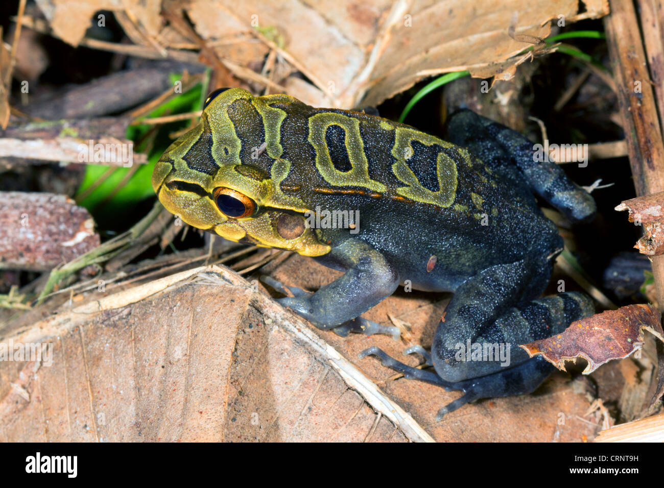 Un bambino di Knudsen Bullfrog (Leptodactylus knudseni) da foresta pluviale, Ecuador Foto Stock