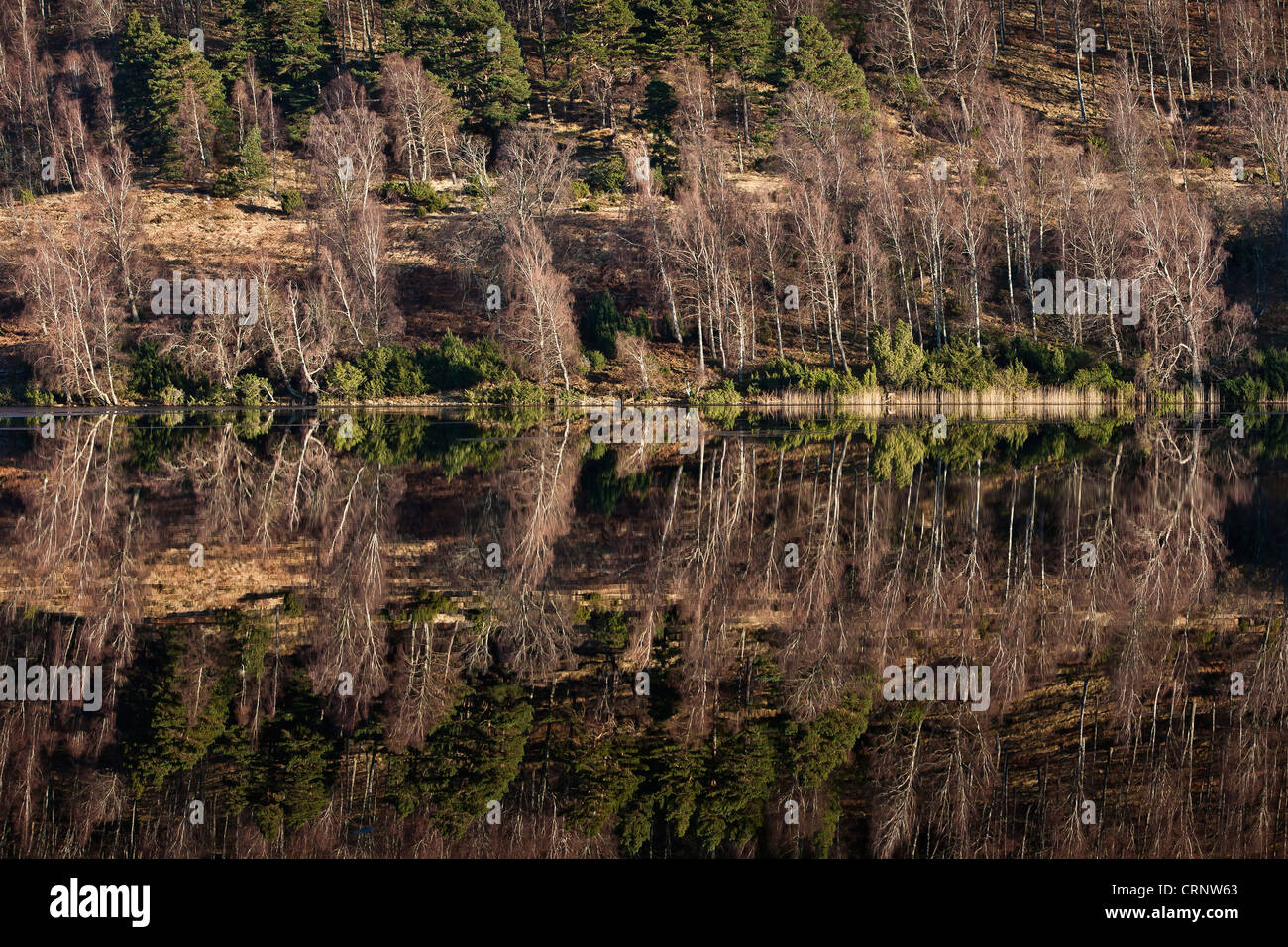 Alberi sulla collina si riflette in Loch Pityoulish. Foto Stock