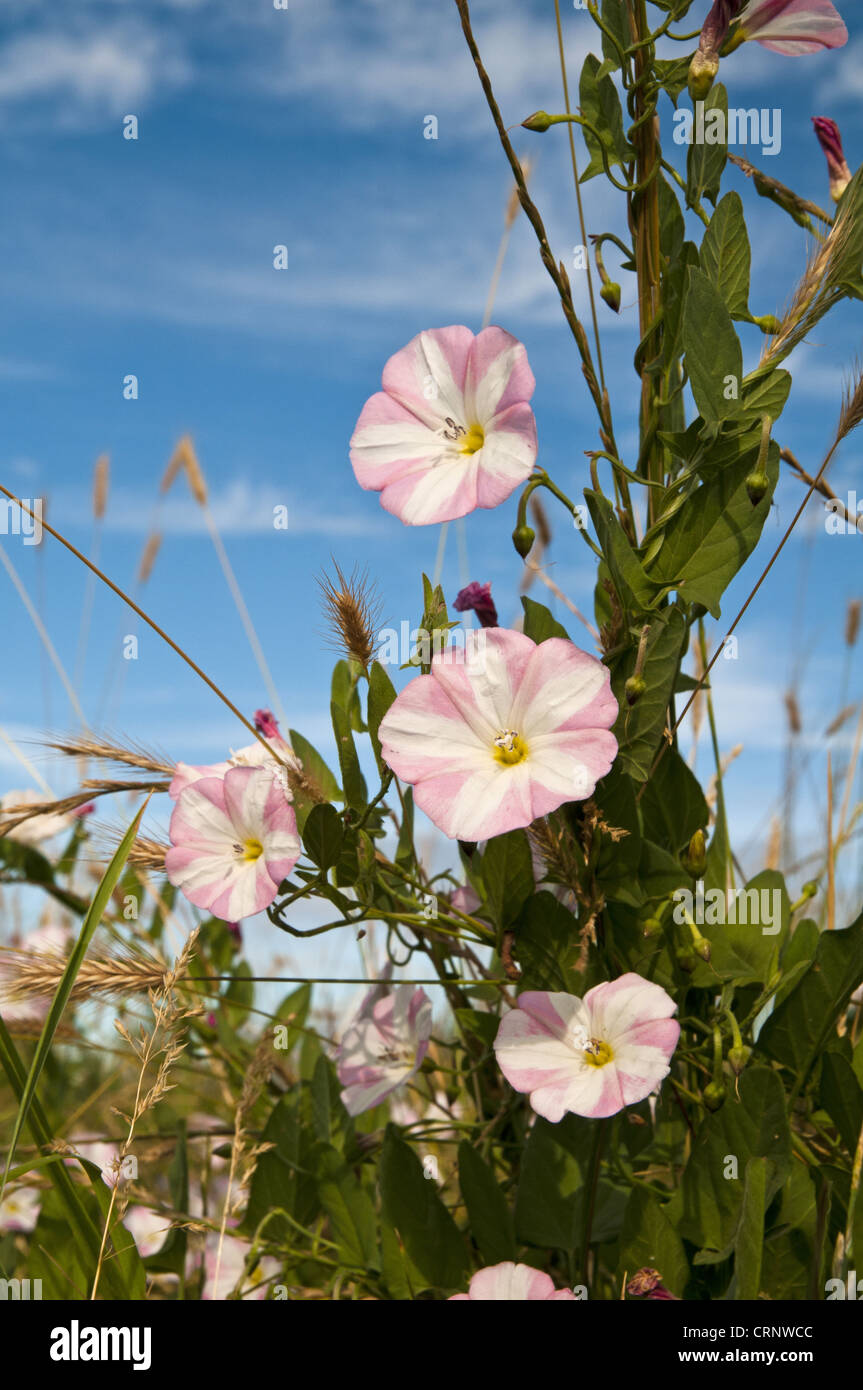 Campo Centinodia (Convolvulus arvense) fioritura, twining intorno a graminacee, Crossness Riserva Naturale, Bexley, Kent, Inghilterra, luglio Foto Stock