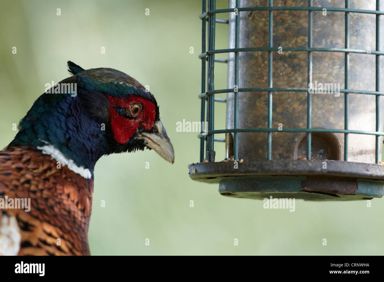 Comune, fagiano Phasianus colchicus, mangiare semi da un alimentatore di Songbird, REGNO UNITO Foto Stock