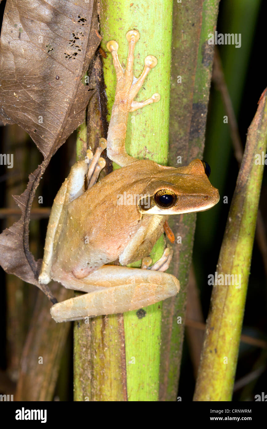 Ampia intitolata Treefrog (Osteocephalus planiceps) in Amazzonia ecuadoriana Foto Stock