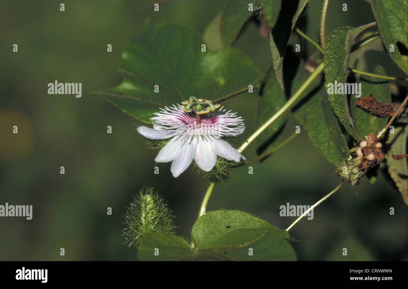Fiore della passione (Passiflora foetida) Galápagos Foto Stock