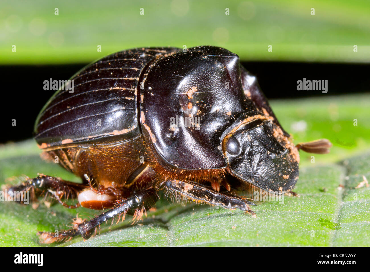 Scarabeo scarabeo su una foglia nella foresta pluviale sottobosco, Ecuador. Vi è un parassita attaccato all'addome Foto Stock
