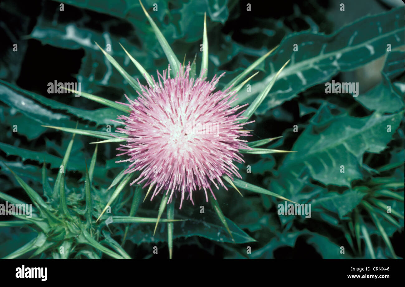 Cardo (Silybum marianum) Close up Foto Stock