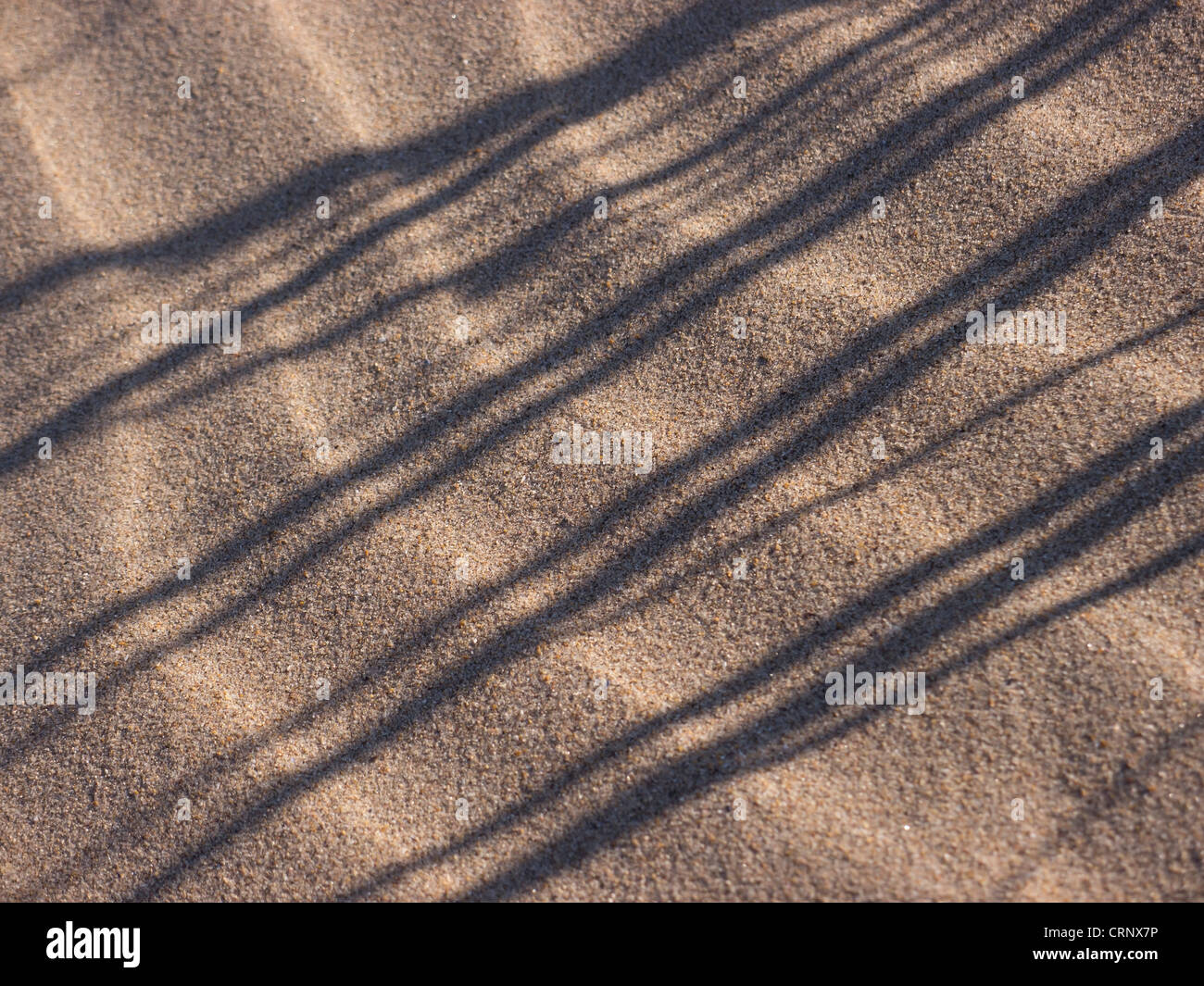 Le ombre delle dune erba sulle dune di sabbia. Foto Stock