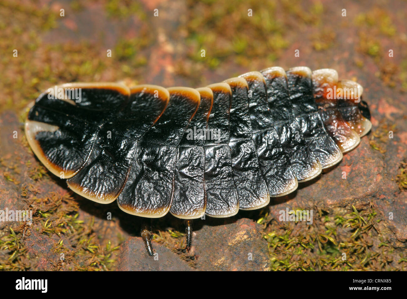 Femmina di un Glow Worm (lato dorsale) Foto Stock