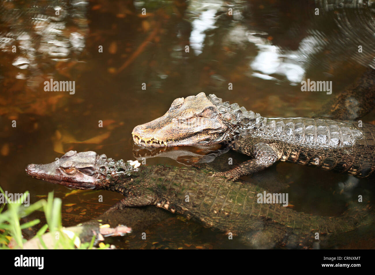 Caimano nana (Paleosuchus palepebrosus) Foto Stock