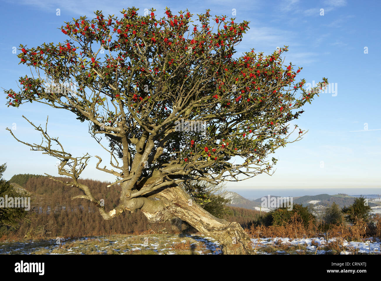 Unione Holly (Ilex aquifolium) veterano tree, abitudine, con frutta, Northern Stiperstones, Shropshire, Inghilterra, dicembre Foto Stock
