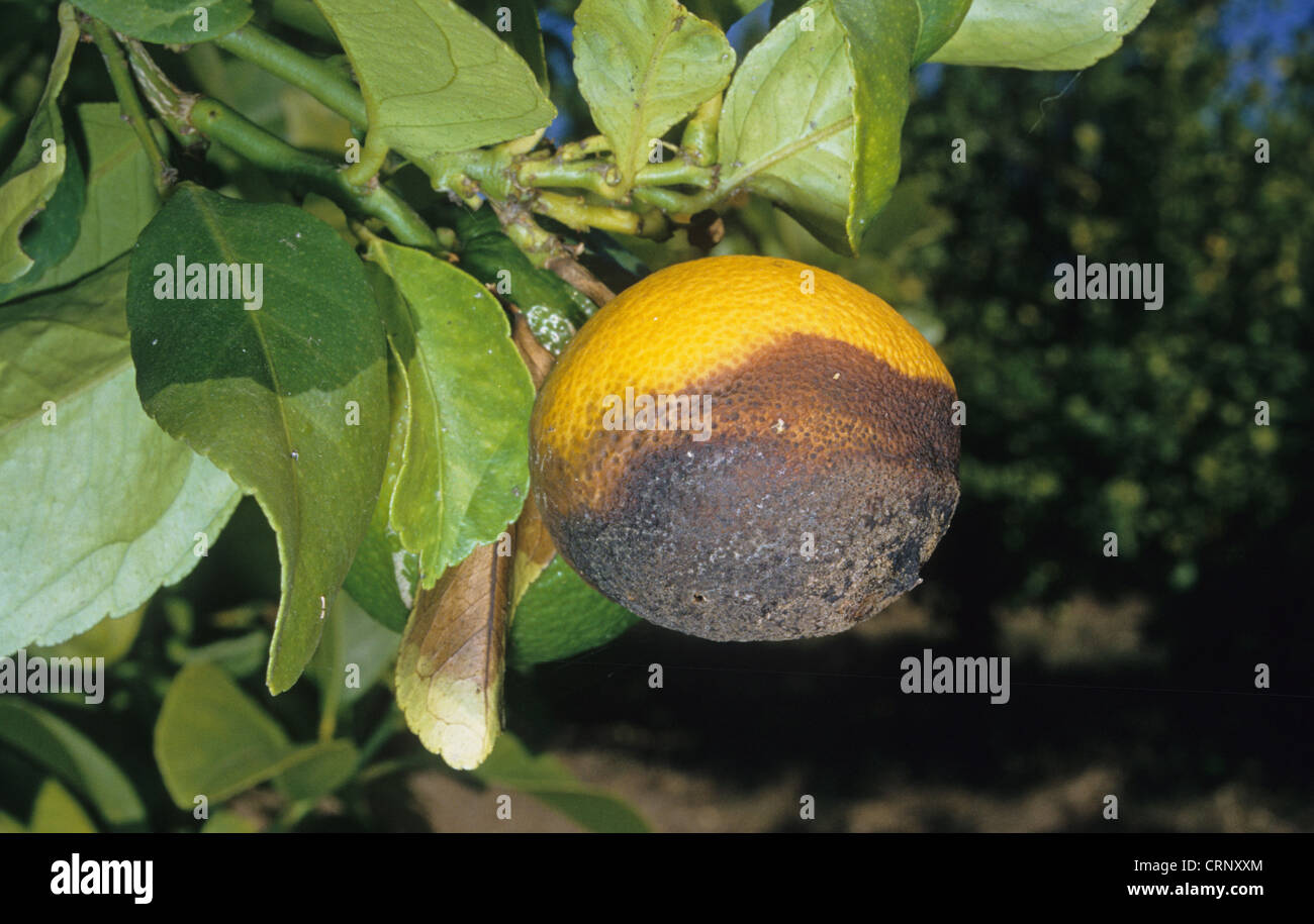 Limone (Citrus limon) close-up di frutti danneggiati dalla estremità di stelo (Rot Phomopsis citri) Foto Stock