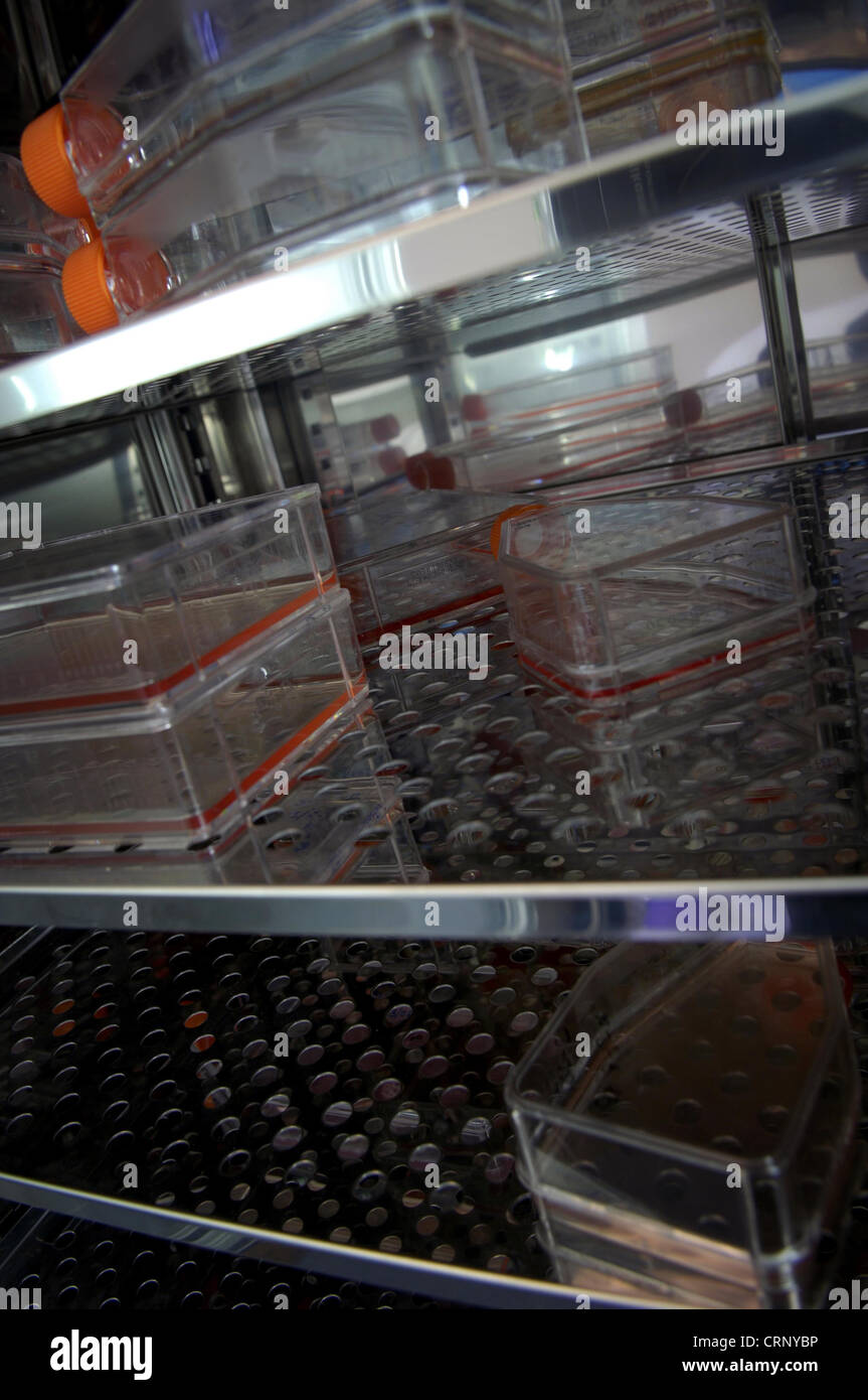 L'interno del laboratorio di un sistema di refrigerazione che controlla la temperatura di batteri, campioni di sangue e di tessuto. Foto Stock