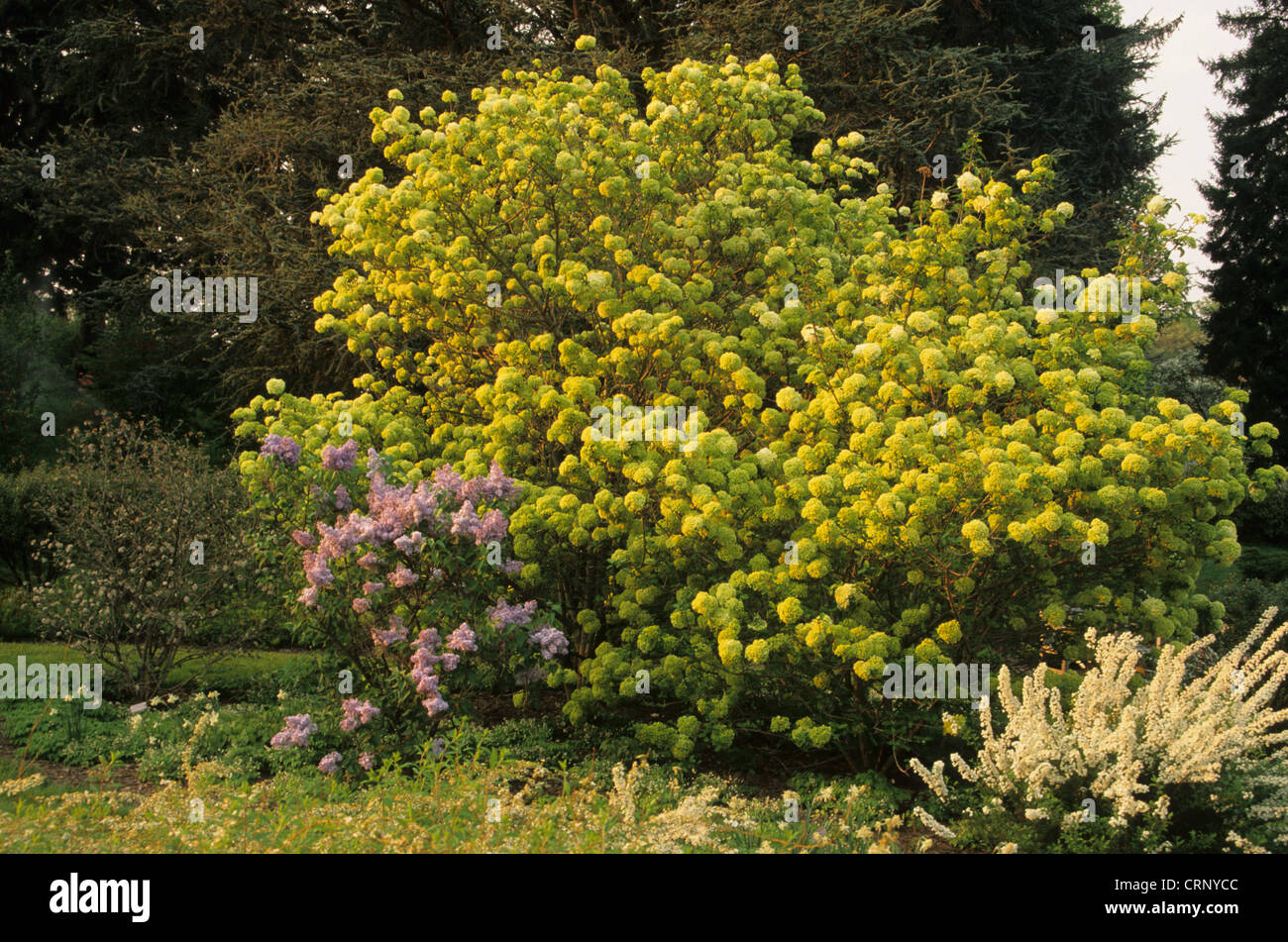 Snowball cinese Viburnum (Viburnum macrocephalum) abitudine, con corona nuziale (Spirea prunifolia) "Plena', fioritura in giardino, Foto Stock