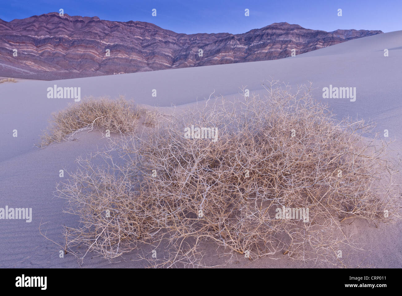 Shining Milkvetch (astragalo lentiginosus ssp.micans) rare specie endemiche, lo scheletro sulle dune alte nella parte remota della vallata desertica, Foto Stock