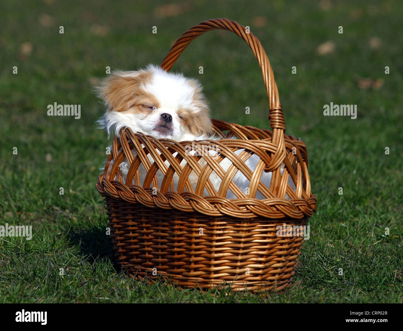 Stanco little dog nel cesto su un prato Foto Stock