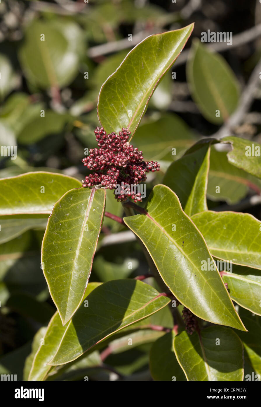 Sommacco zucchero (Rhus ovata) close-up di foglie e flowerbuds, crescendo  in dry chaparral, California, U.S.A., febbraio Foto stock - Alamy