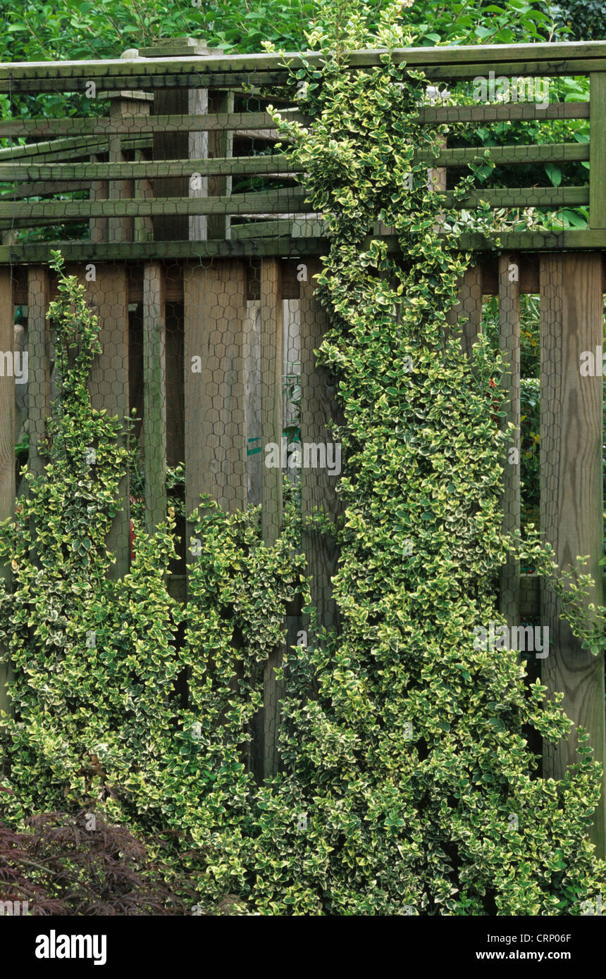 Fortune il mandrino (Euonymus fortunei) 'Emerald Gaiety', addestrati fino recinto nel giardino, U.S.A. Foto Stock