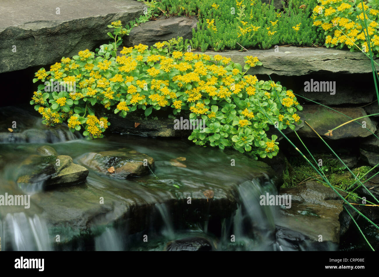La Kamchatka Stonecrop (Sedum kamtschaticum) fioritura, crescendo accanto a cascata fontana nel giardino, U.S.A. Foto Stock