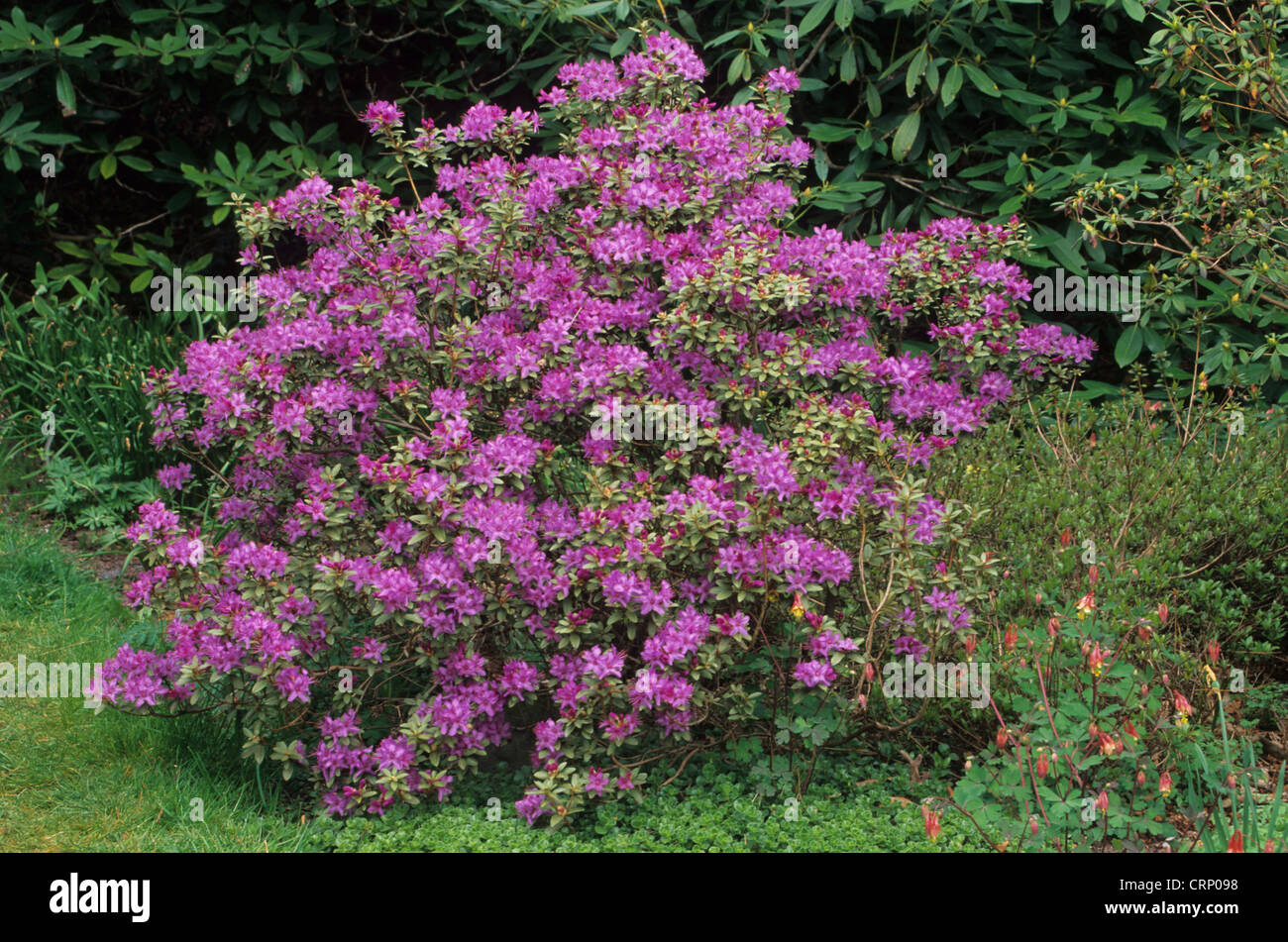 Rhododendron (Rhododendron yungningense) abitudine, fioritura, crescendo in Woodland Garden, U.S.A., molla Foto Stock