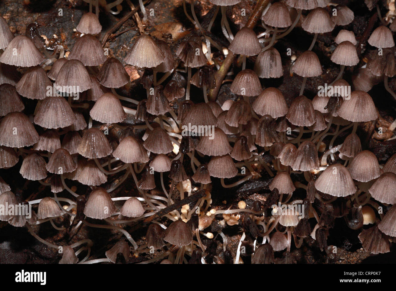 Funghi Foto Stock