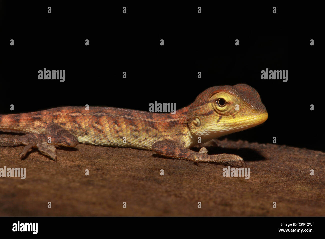 Forest Calotes capretti Foto Stock