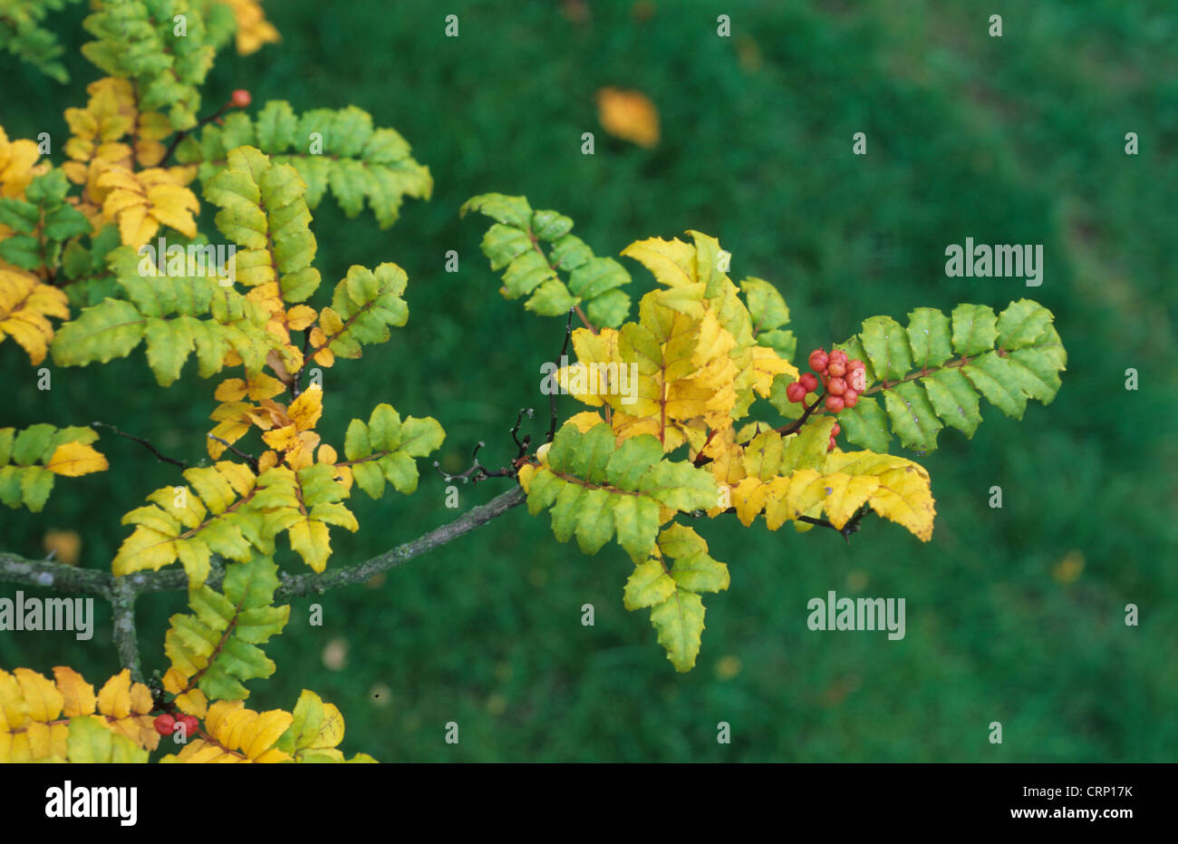 Pepe giapponese Tree (Zanthoxylum piperitum) close-up di foglie e frutta Foto Stock
