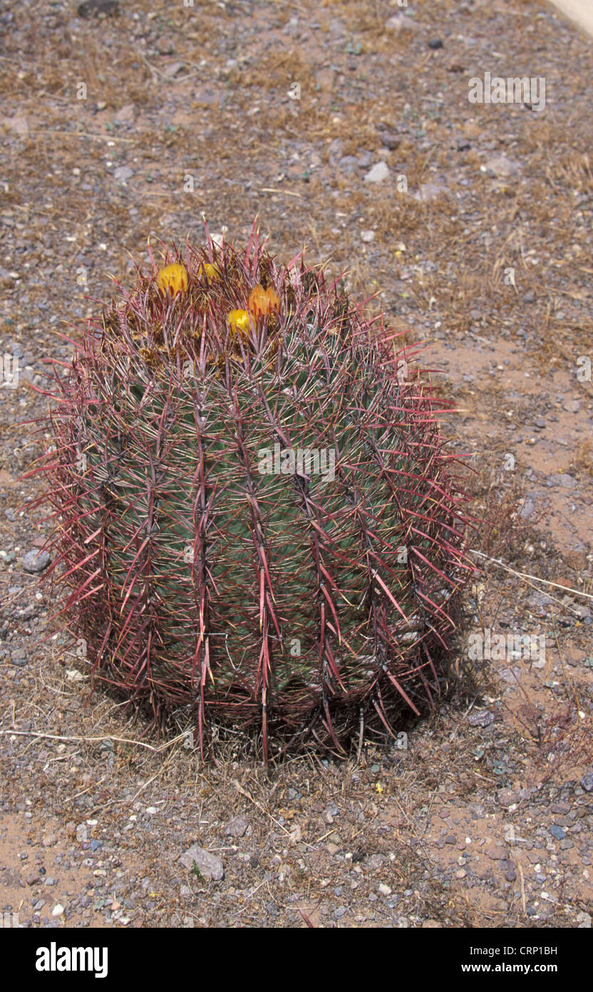 Cacti-Arizona Canna (Ferocactus wislizenii) in fiore Foto Stock