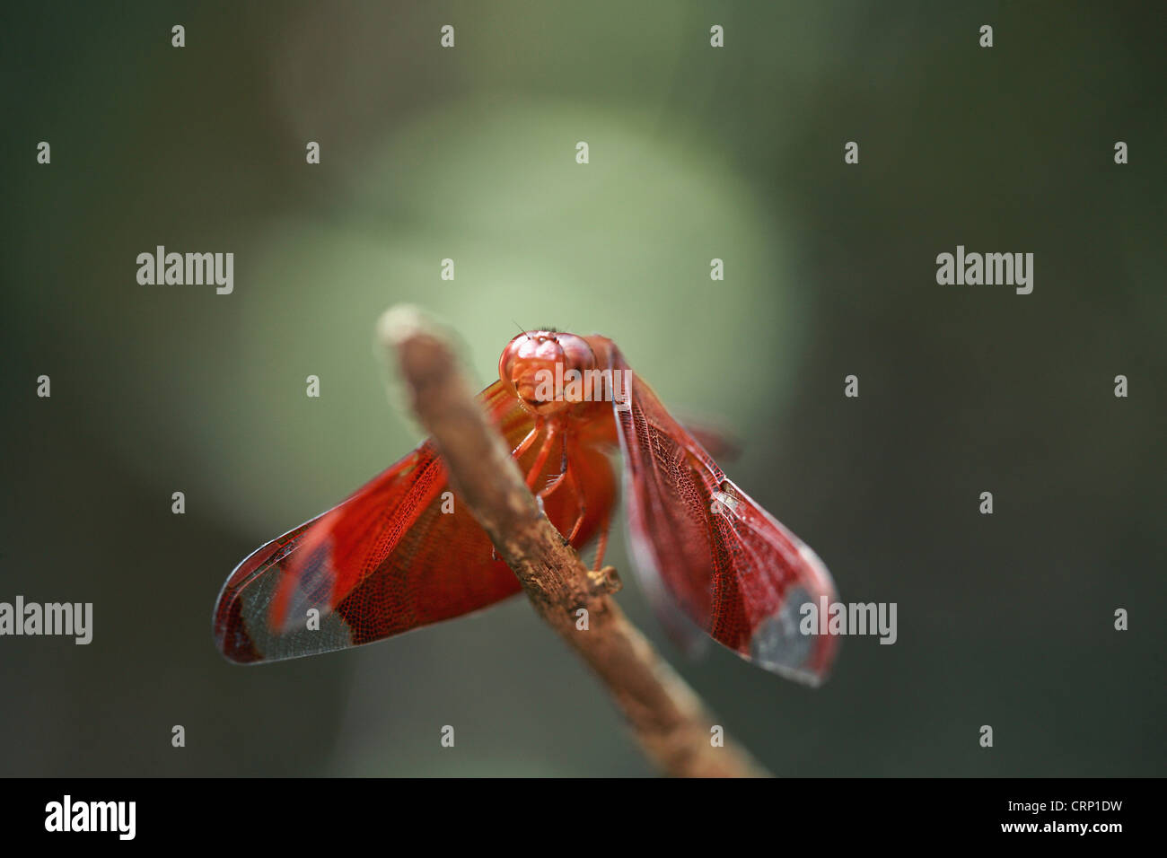 Libellula Foto Stock