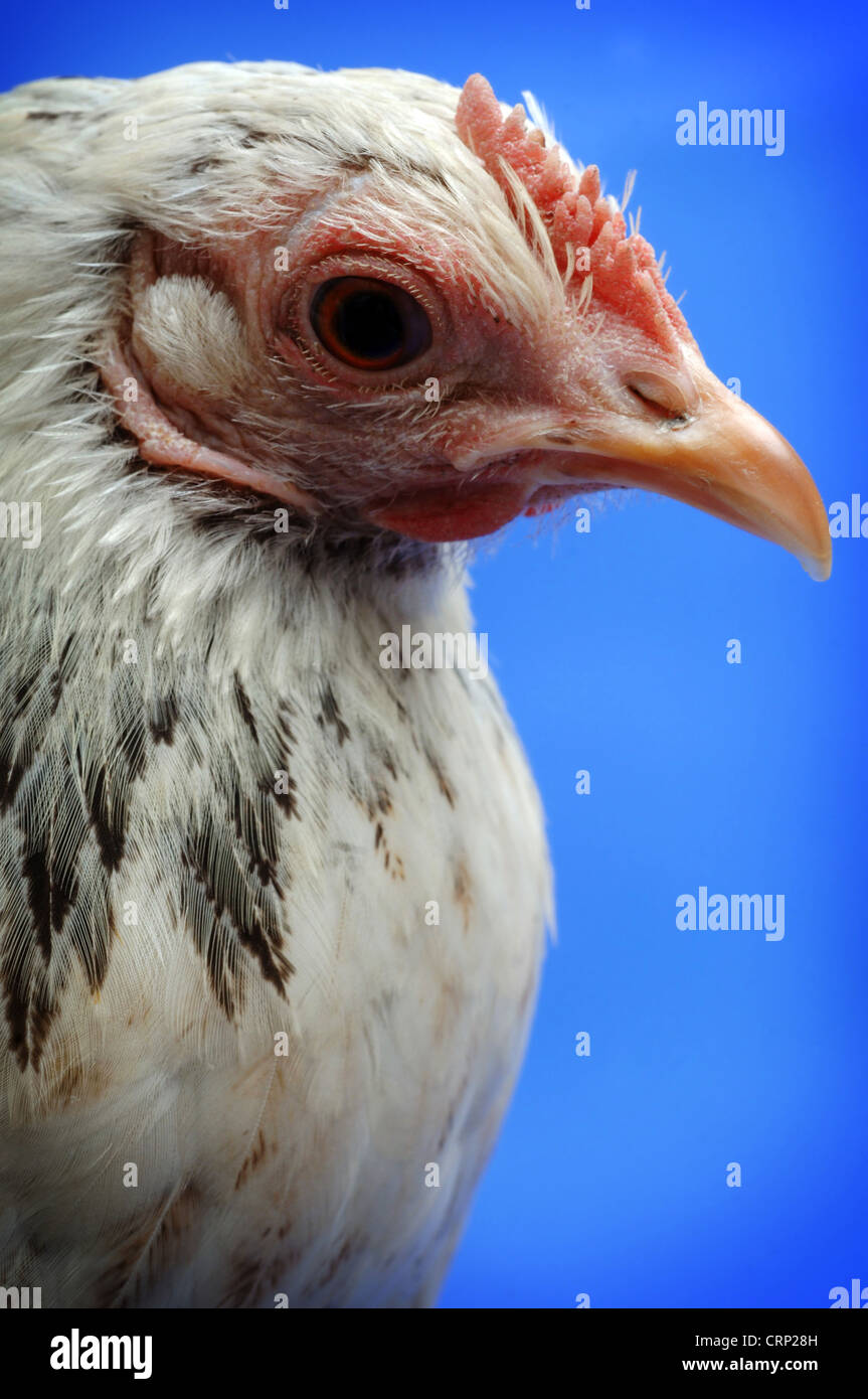 La gallina, l'elemento femmina della famiglia di pollo. Il pollo è il più comune e di uccelli all'ultimo conteggio c'erano più di 35 milioni di persone nel mondo. Foto Stock