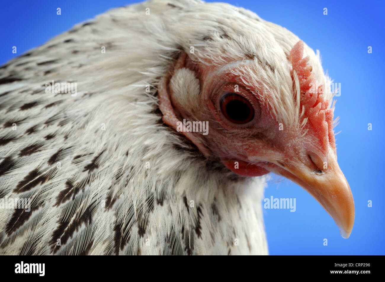 La gallina, femmina membro della famiglia di pollo. Il pollo è il più comune e di uccelli all'ultimo conteggio c'erano più di 35 milioni di persone nel mondo. Foto Stock