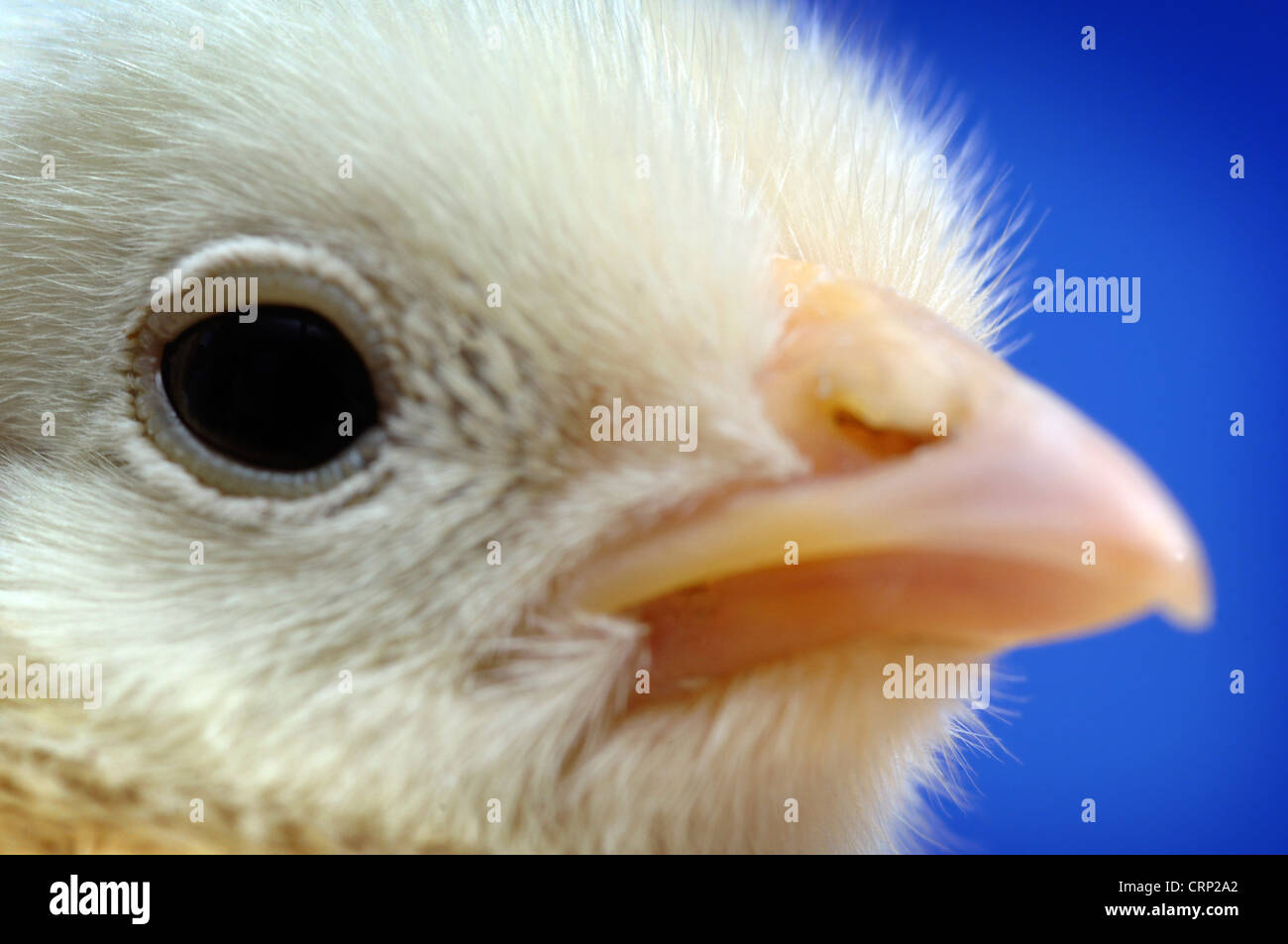 Close up di un pulcino a pochi giorni di età. L'influenza aviaria è una malattia contagiosa fra gli uccelli che uccide i polli come tali ma vi è anche un ceppo H5N1 che uccide le persone e i governi di tutto il mondo stanno spendendo milioni di sterline la creazione e la costituzione di riserve di vaccini per prevenire una possibile pandemia. Foto Stock