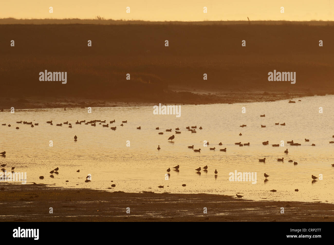 Vista di wader misti gregge alimentando in habitat estuario di sunrise, Swale, Nord paludi Kent, Kent, Inghilterra, novembre Foto Stock