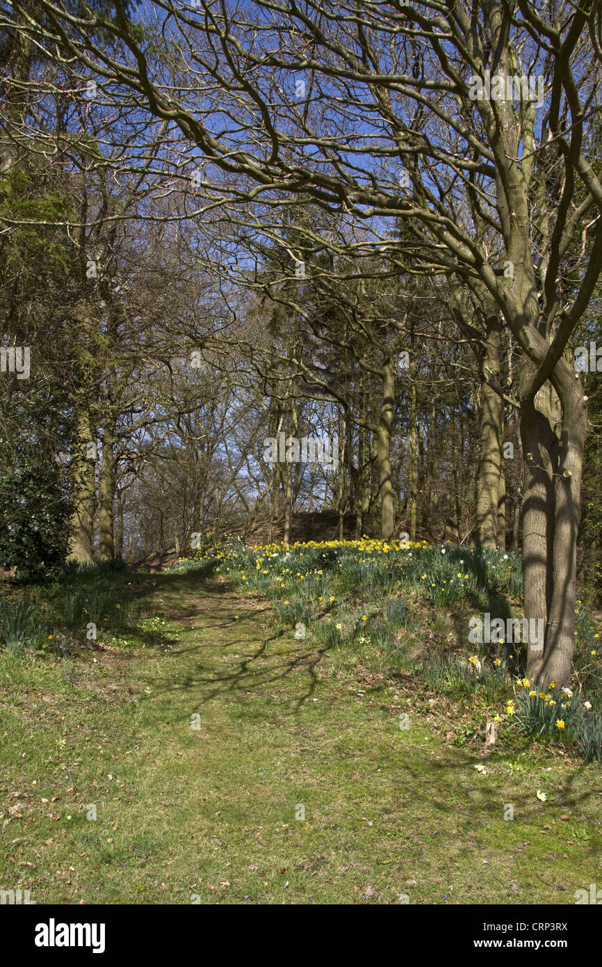 Tempo di primavera - narcisi selvatici crescono nei boschi impostazione. Foto Stock