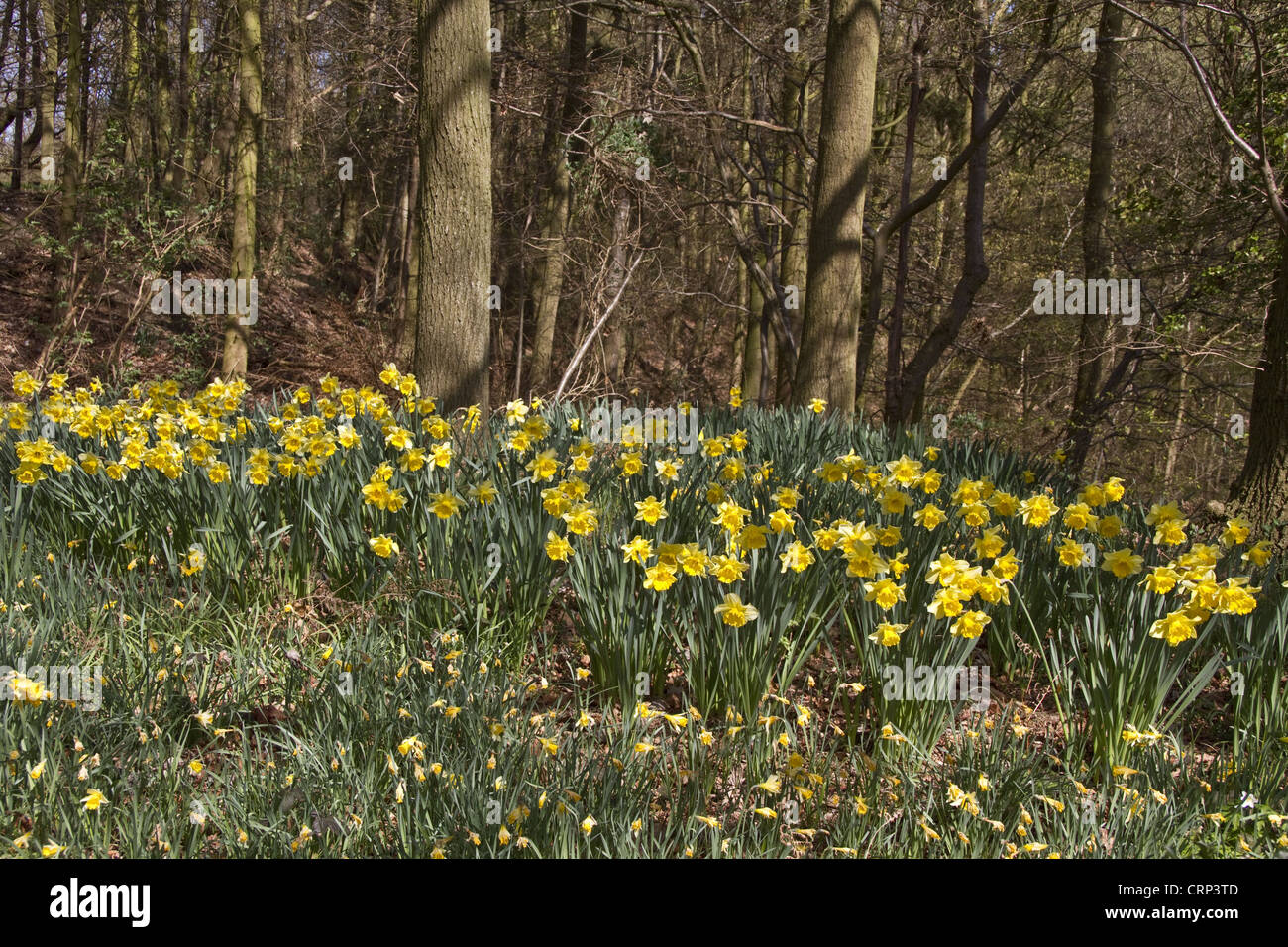 Tempo di primavera - narcisi selvatici crescono nei boschi impostazione. Foto Stock