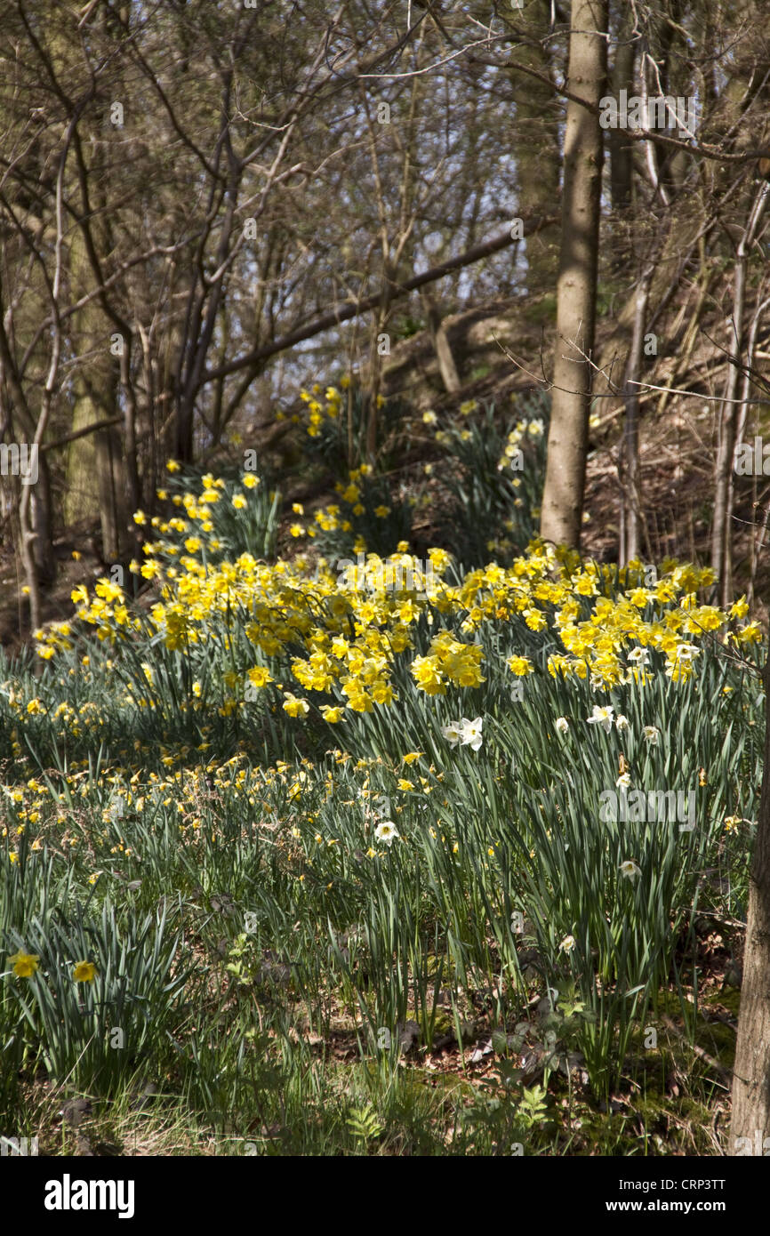 Tempo di primavera - narcisi selvatici crescono nei boschi impostazione. Foto Stock