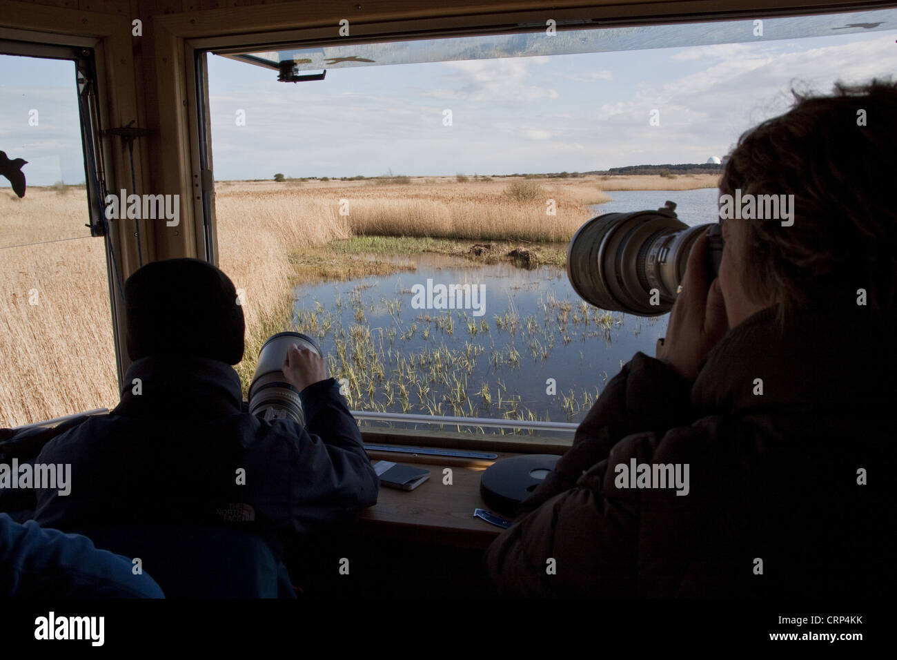 La nuova isola semplice nascondere a RSPB Minsmere, uccelli Fotografie fotografare tarabuso ben nascosta in canneti Foto Stock