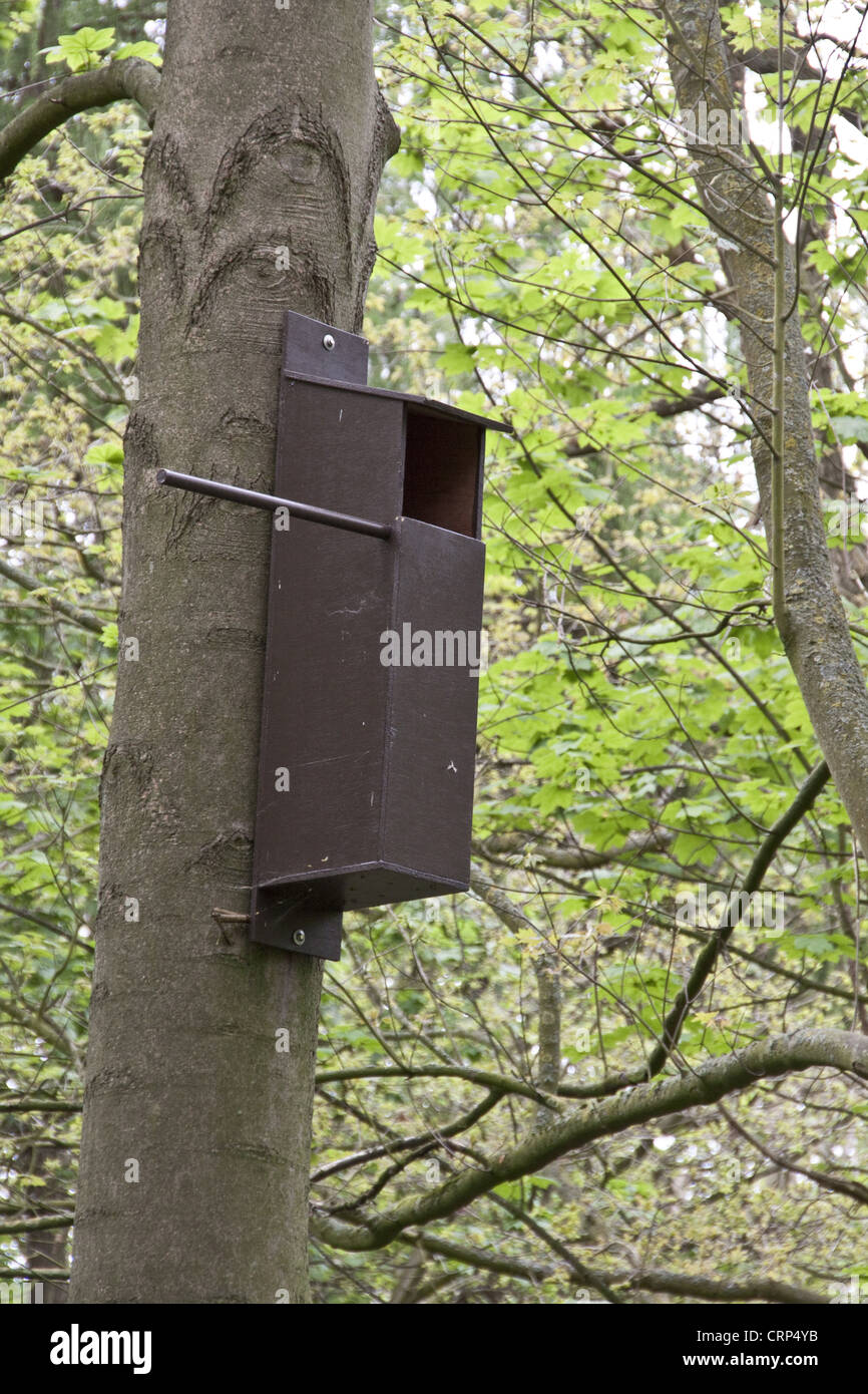 Un uccello di nidificazione nella casella di impostazione di bosco, più adatto per gli uccelli rapaci quali civette o gheppi. Foto Stock