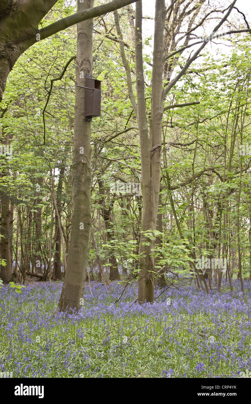 Un uccello di nidificazione nella casella di impostazione di bosco, più adatto per gli uccelli rapaci quali civette o gheppi. Foto Stock