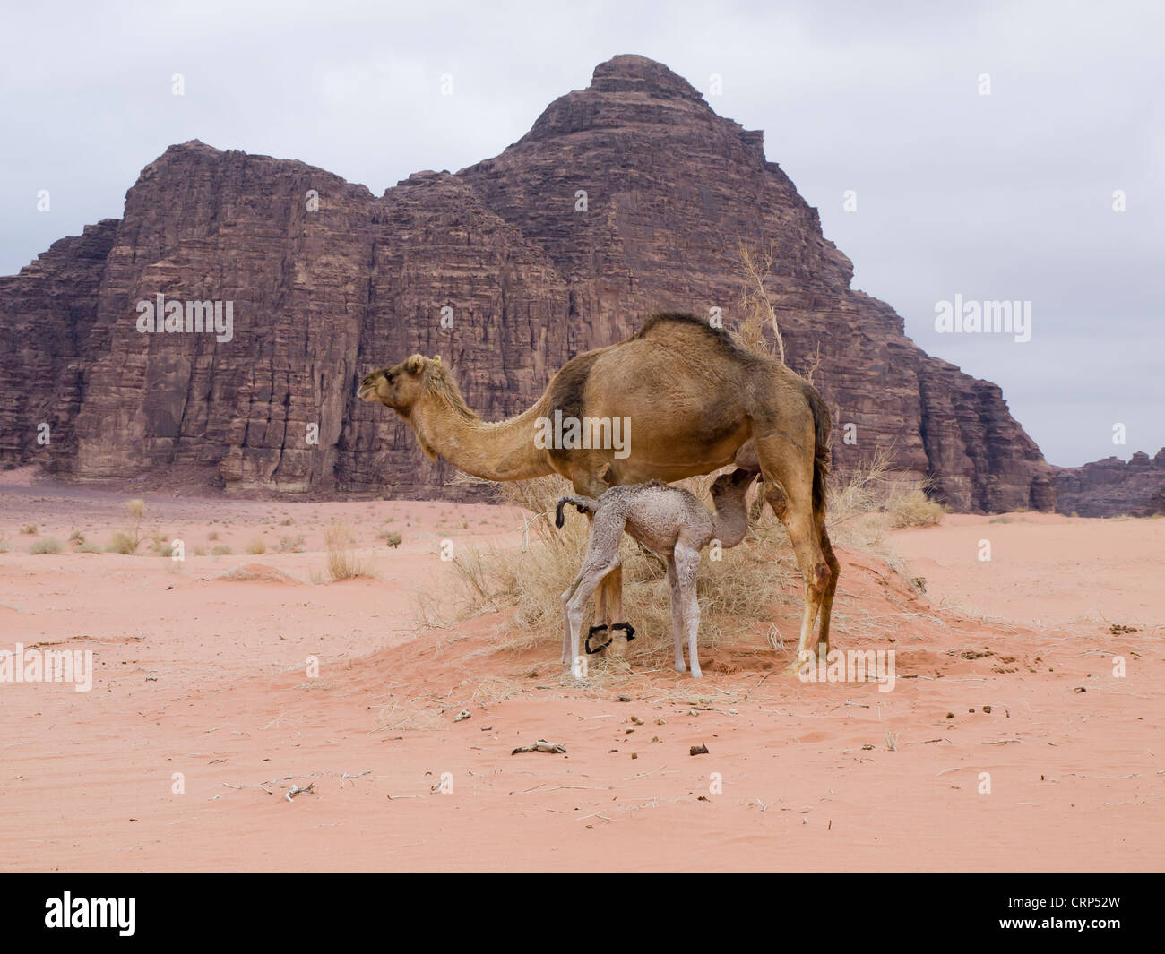 Il lattante camel nel Wadi Rum desert in Giordania Foto Stock