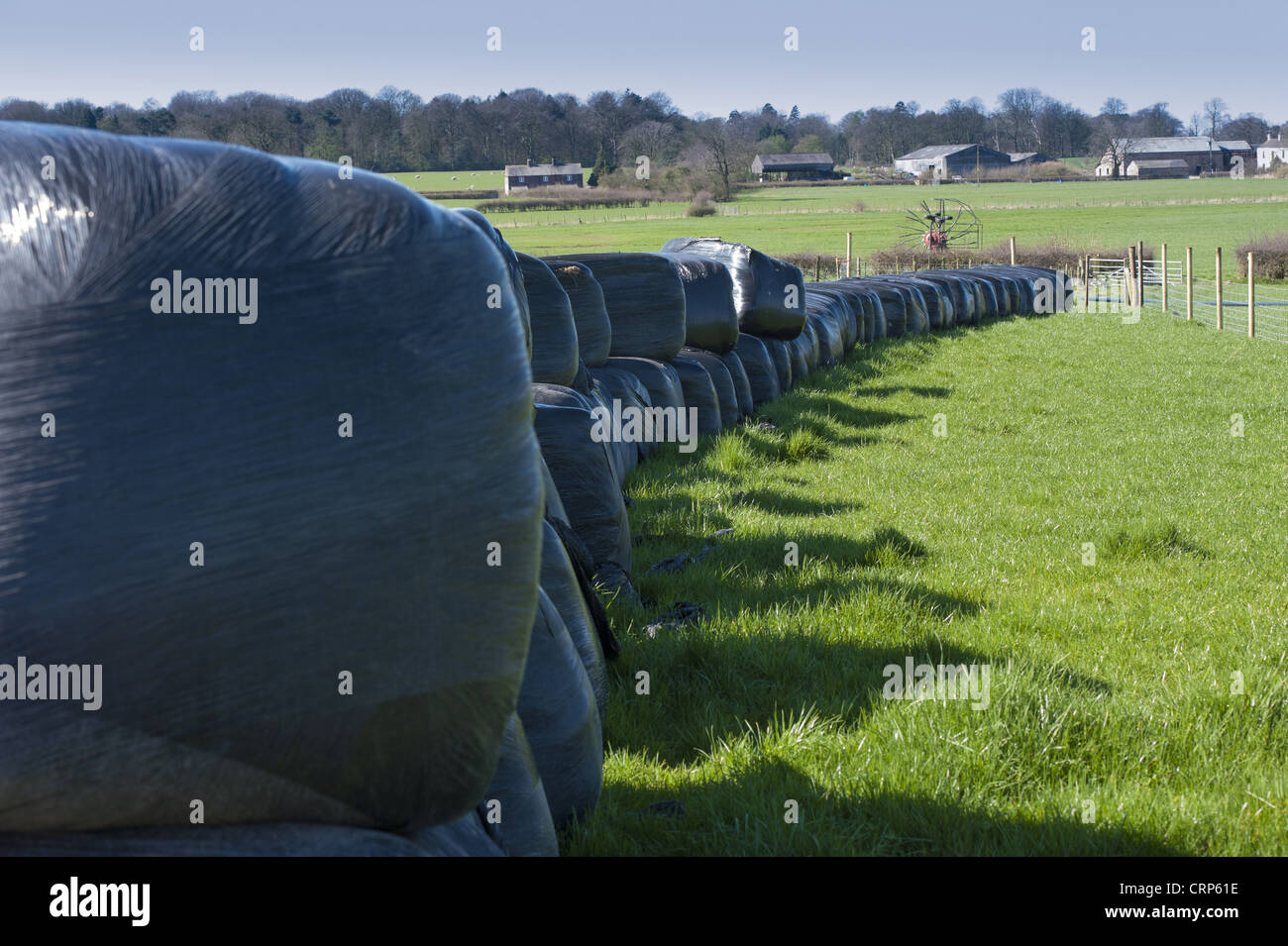 Grandi balle di insilato avvolte in plastica nera, impilati in campo, Winmarleigh, Lancashire, Inghilterra, marzo Foto Stock