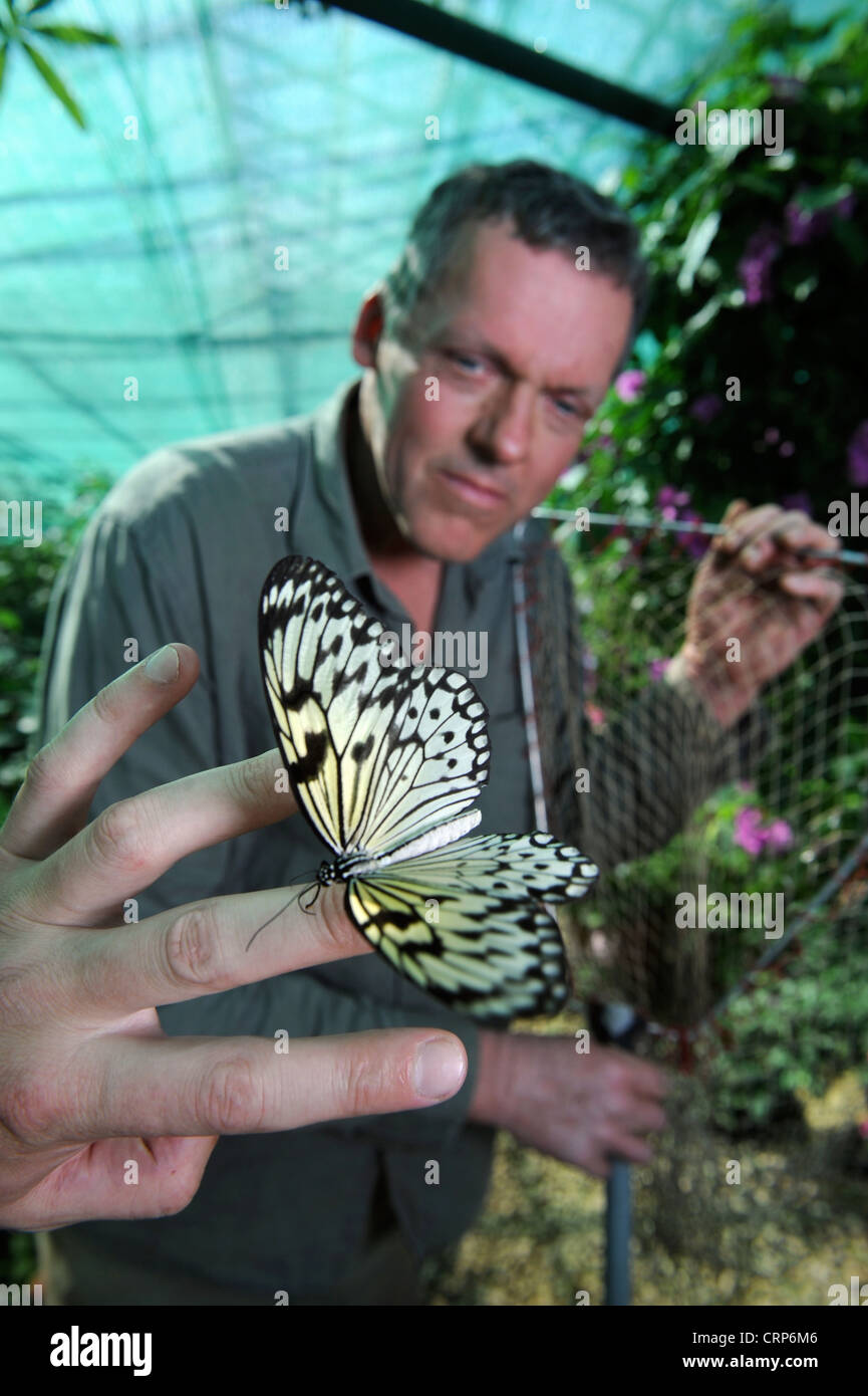 Uomo con un albero bianco Ninfa butterfly presso la casa delle farfalle a Berkeley Castle, GLOUCESTERSHIRE REGNO UNITO Foto Stock