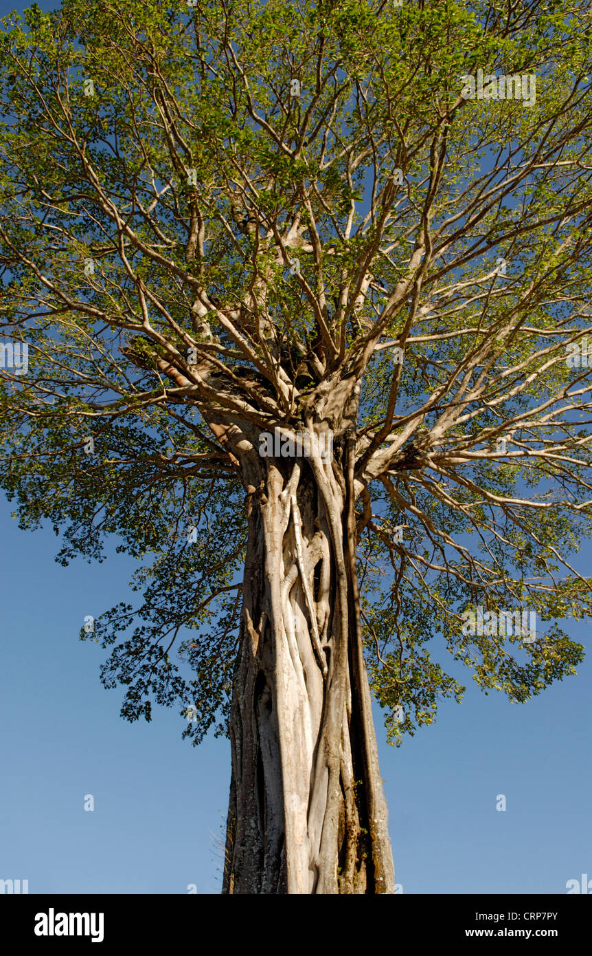 Albero, Ficus strangler fig, Costa Rica Foto Stock