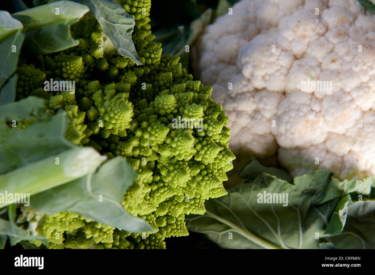 Cavolo broccolo Romanesco (Brassica oleracea L. var. italica) e regolari di cavolfiore bianco. Foto Stock