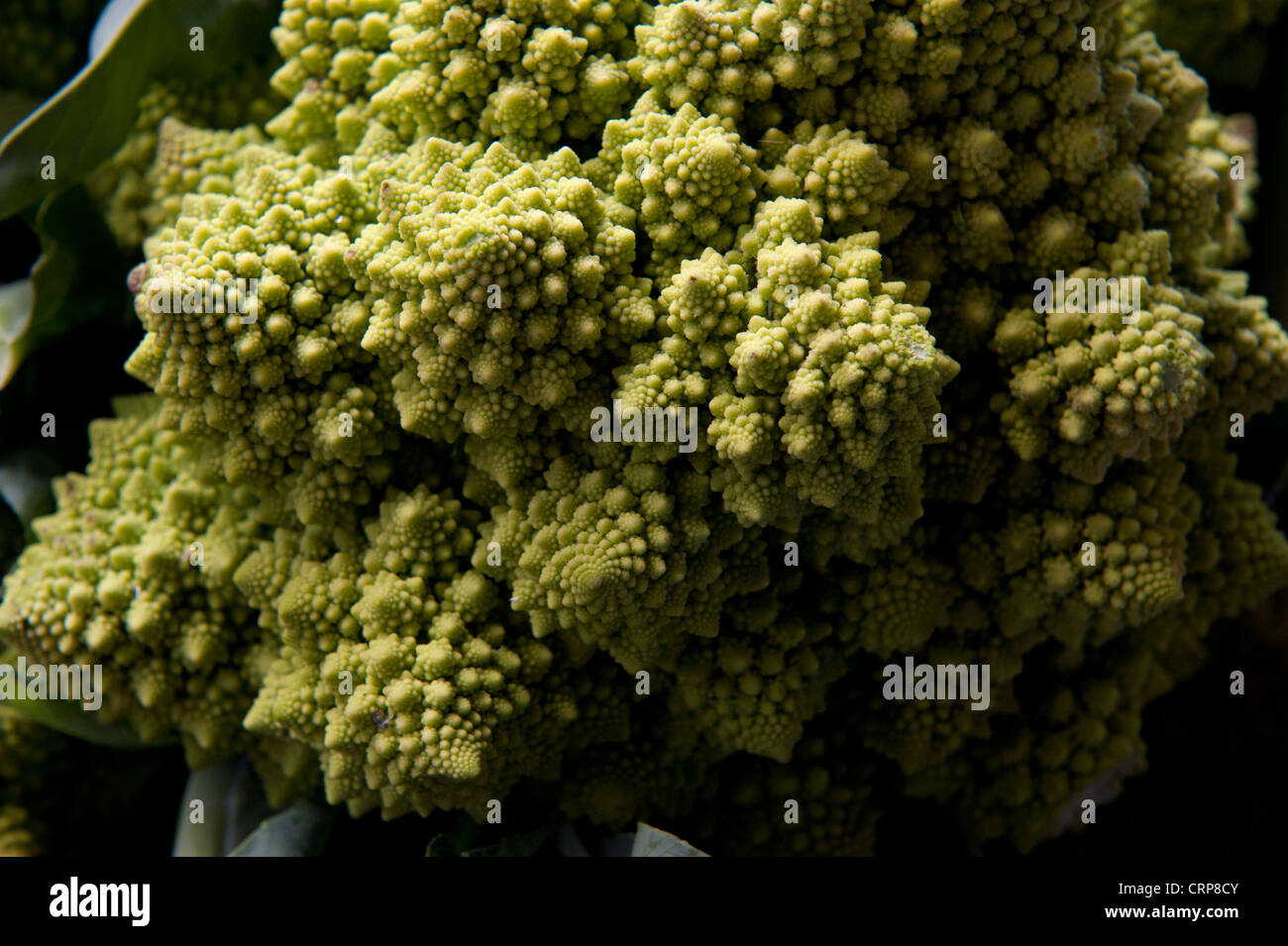 Cavolo broccolo Romanesco (Brassica oleracea L. var. italica), un segno distintivo di cavolo romano. Foto Stock