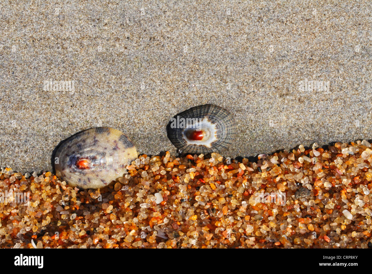 Patelle attaccata alla roccia in una zona intercotidale Foto Stock
