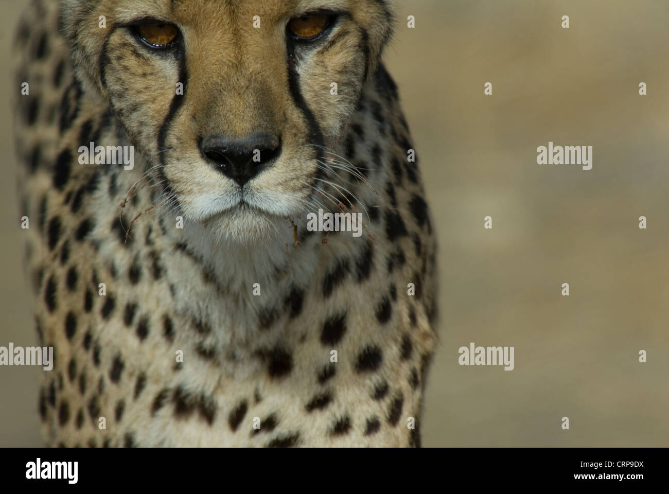 Ghepardo (Acinonyx jubatus) (prigioniero) camminando verso la telecamera Foto Stock