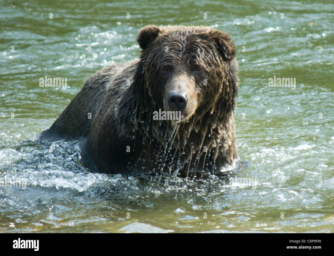 Maschio di Orso grizzly (Ursus arctos) nel fiume in Bella Coola, British Columbia Foto Stock