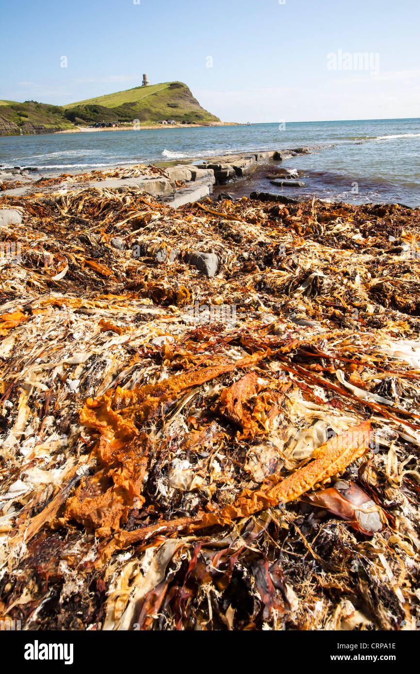 Alghe lavato fino sulla spiaggia dopo una tempesta di Kimmeridge Bay, Dorset, Regno Unito. Foto Stock