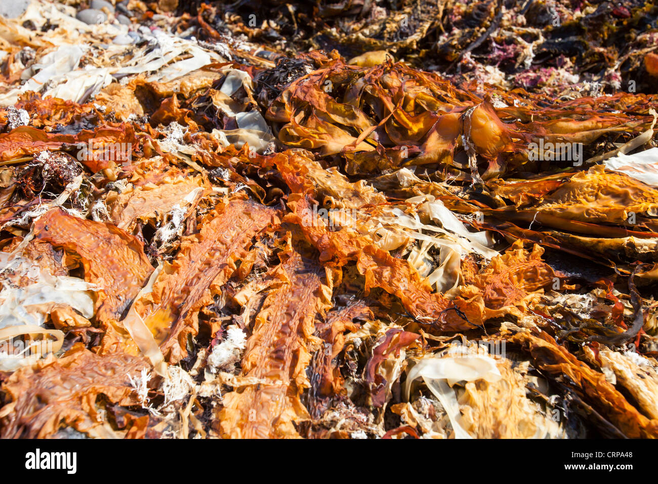 Alghe lavato fino sulla spiaggia dopo una tempesta di Kimmeridge Bay, Dorset, Regno Unito. Foto Stock