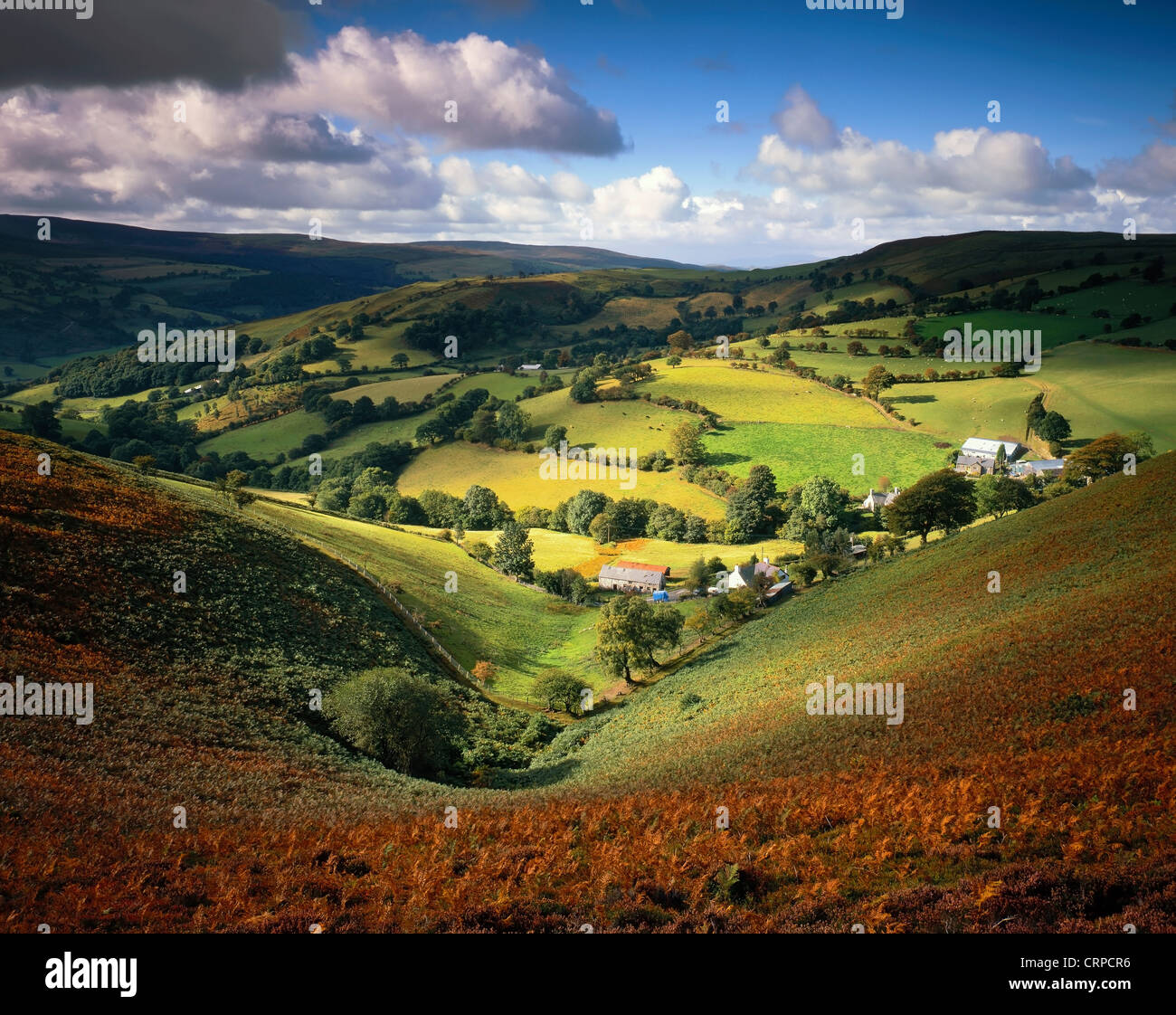 Vista attraverso una felce-valle rivestito in Llantysilio colline a fine estate. Foto Stock